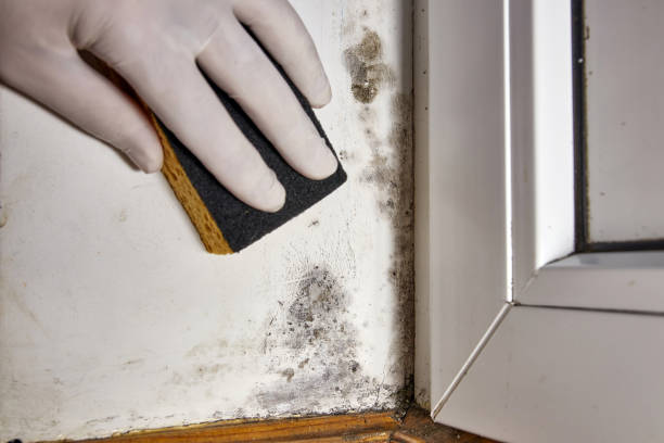 Best Post-Construction Mold Inspection  in Allouez, WI